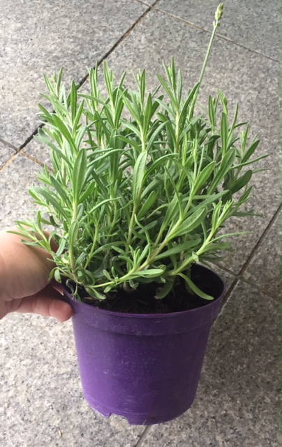 lavanda